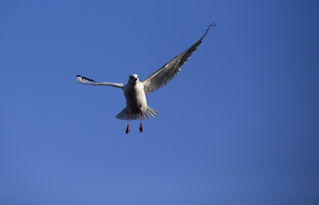展翅的海鸥图片 第1张