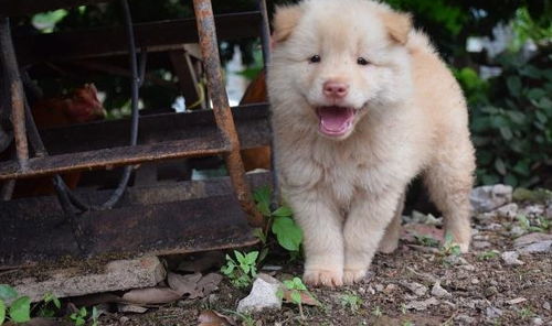 田园犬的冷知识？田园犬的介绍(田园犬是什么犬种)