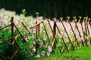 关于篱笆的诗句有哪些