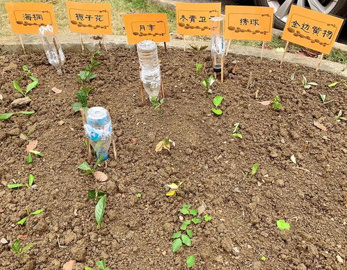 种菜玩出花样试验田 苏州外国语学校开心农场成校园热门打卡地