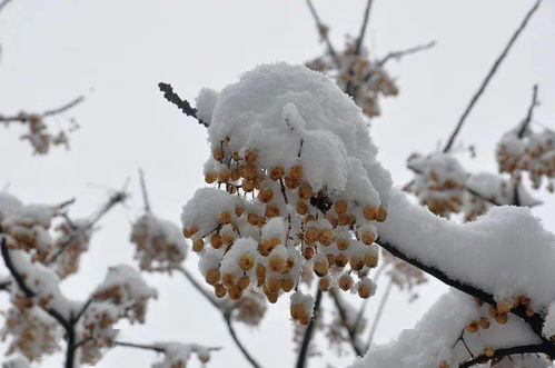 雪后的莒国古城 浮来山,太美了