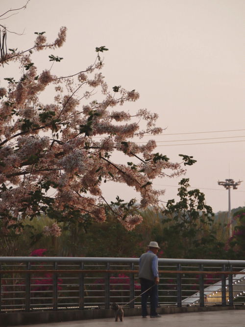 普洱 泰国樱花正当时 快去和花花合个影吧 