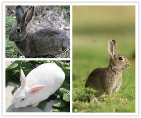 南川比利时兔肉兔多少钱一只包教技术,长期回收