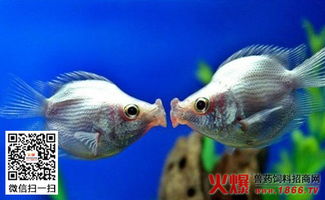 接吻鱼图片 接吻鱼怎么养 接吻鱼吃什么 接吻鱼为什么会接吻 