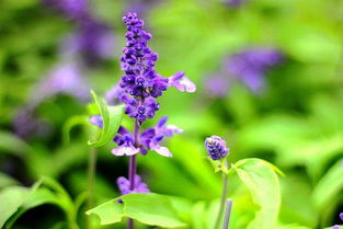 蓝花鼠尾草带来的紫色浪漫花海