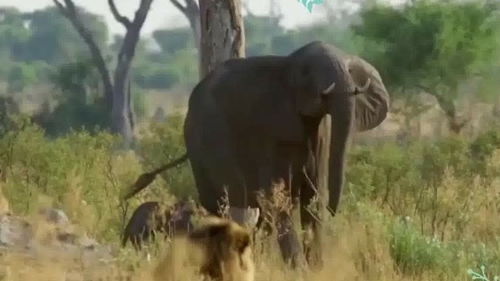 大象踩踏小狮子,幸运的小狮子逃过一劫,母兽报仇但却失败 