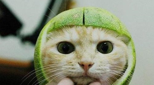 请拒绝给猫咪戴柚子帽,主人的玩笑行为会对爱猫造成三种伤害