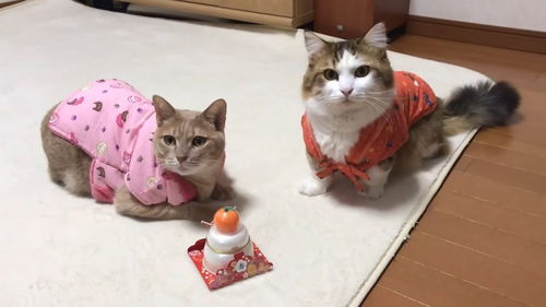 可爱小动物 小猫咪穿漂亮衣服 