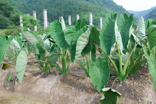 芋头种植技术与管理方法高产栽培技术,芋花高产栽培技术？