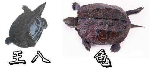 乌龟跟王八有什么区别 鳖跟乌龟有什么区别 陆龟跟海龟有什么区别 