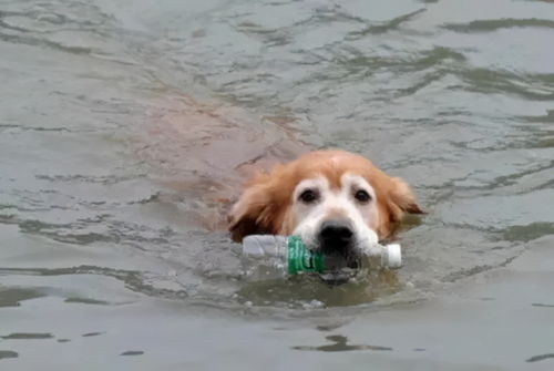 训练狗狗游泳时捡垃圾,三年三千件,网友 这才是正能量铲屎官