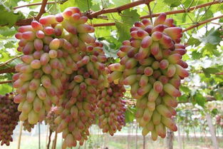 大棚葡萄“三高三适”丰产优质栽培技术
