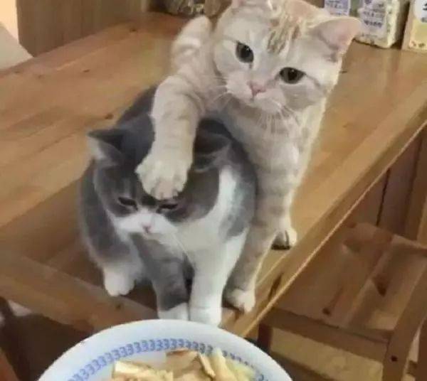 主人拿来食物,两只猫都很想吃,右边那位,小橘子你过分了哦 小英 