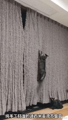 为什么猫咪对爬窗帘有这么大的执念