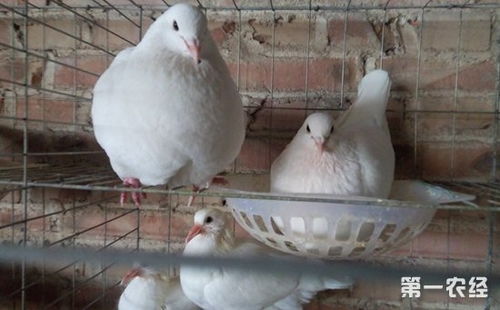 白羽王鸽怎么繁殖 白羽王鸽的 拼孵三蛋 和人工孵鸽技术