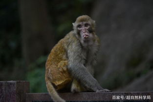 人类是从猴子进化的证据是什么 如果是真的,怎么还有猴子