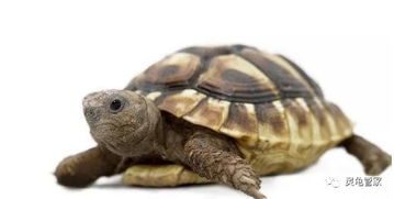 你了解乌龟的习性吗 你知道该怎样饲养乌龟吗它们有哪些生活习惯