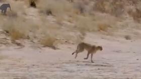 动物世界 鬣狗抢夺狮子的食物