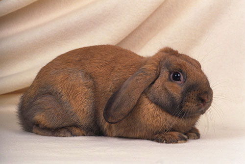 家兔耳朵里有黑的泥,家兔耳朵有黑泥正常吗 