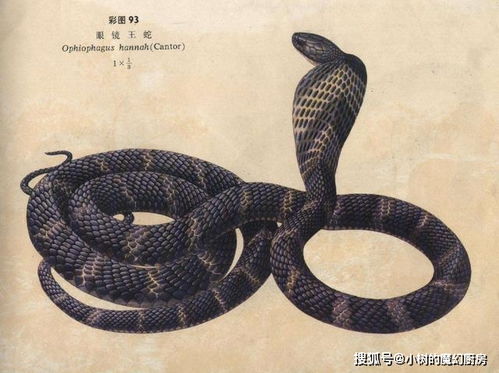 被咬伤后最快5分钟毙命 最具传奇色彩的毒蛇之王 眼镜王蛇