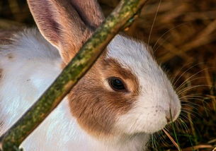 2019年养殖野兔赚钱吗 附野兔的4种养殖模式介绍
