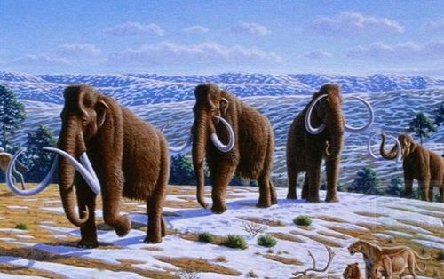 第四纪冰川时期,面对极寒天气和剑齿虎,人类祖先是怎么活下来的