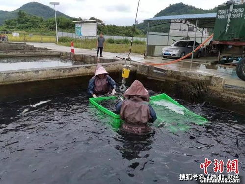 西部山区鲟鱼 畅游出海 走俏海外市场