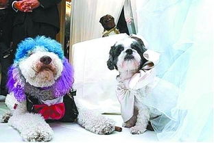 美国小狗25万美元办婚礼 破吉尼斯世界纪录 