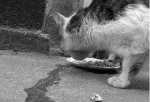 江门流浪猫的数量是 专家 不要随意投喂和接触