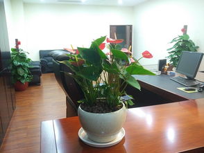 办公室植物租赁 公司大堂摆放什么植物才好