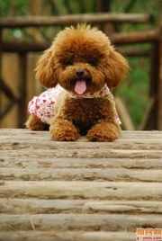 有种狗狗的毛是卷的 有棕色 黑色 它不动的时候像一只娃娃狗,请问这是什么品种啊 搜狗问问 