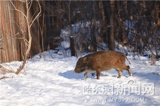 一起来看动物王国的冰天雪地 