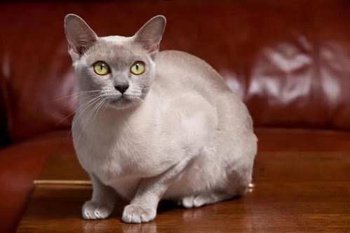 世界上最乖巧的10种猫咪,据说无人能抵挡住它们的温柔