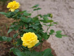 关于黄玫瑰的诗句6