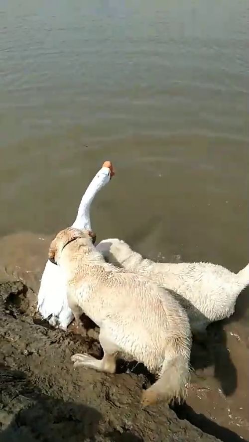 二货狗狗怕鹅游泳有危险,奋力阻止它下水,鹅 我只想洗个澡 