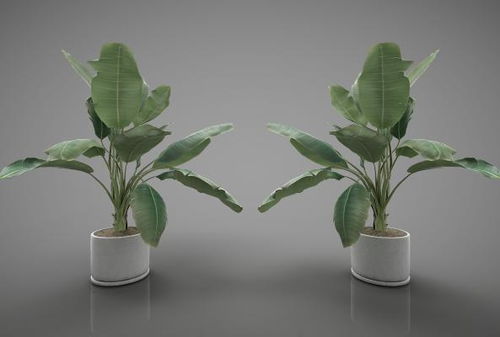 3dmax的植物怎么显示图形(3d如何将物体复制到另一个文件中)