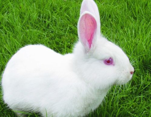 兔子的寿命是多久 