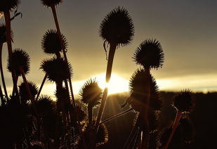 秋夕思绪，岁月静好，抒发心中那一抹温馨，秋夕抒发了什么之情