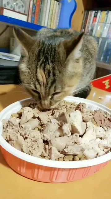 让猫咪来尝尝肉肉 