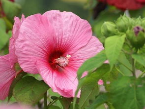 湖南省花是什么花 湖南常见的花