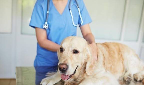 给宠物看病时,如何判断宠物医生是否合格