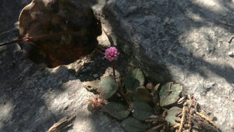 这个长在石缝里的花 叫什么啊 