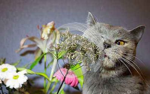 猫咪误食百合花会死亡吗 