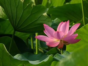 临波仙子赛春花