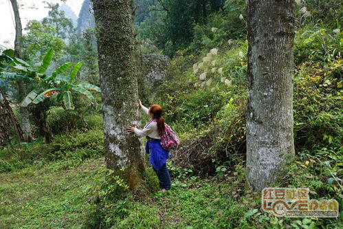 山区徒步游玩,偶遇百年大树 