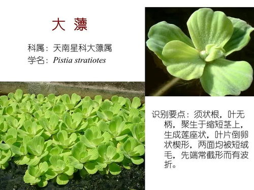 水生植物品种大全 搜狗图片搜索