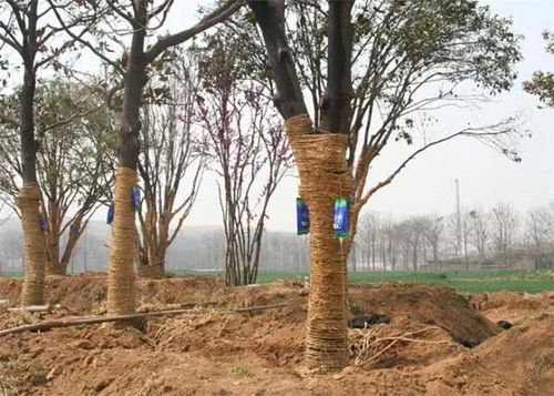 树木移植后如何养护才能提高移植的成活率