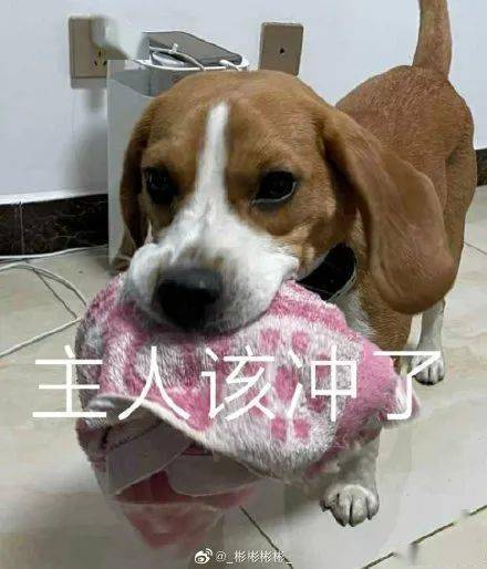 为什么总有人对着 犬老八 犯 比瘾