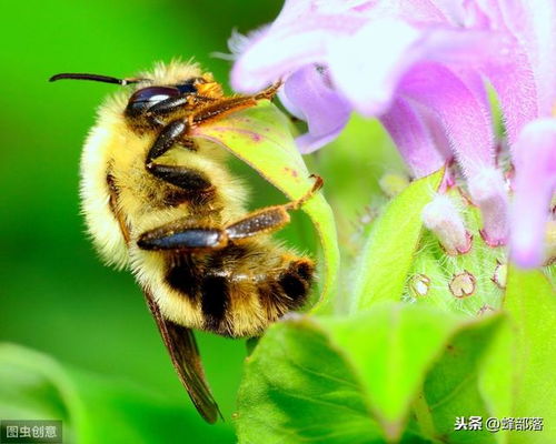养殖蜜蜂如何预防被偷 养蜂人常用这3种方法,效果好 