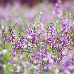 静若繁花